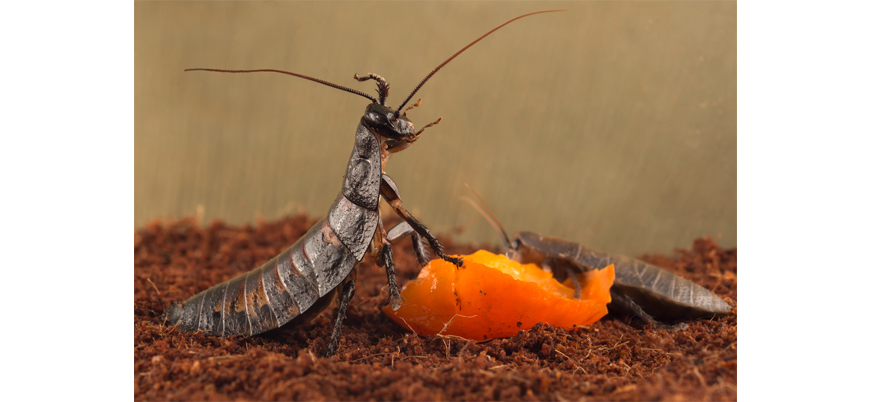 Удивительные тараканы. Часть 6. Предпочтения в еде