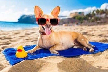 В Турции появится пляж для домашних животных