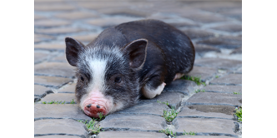 Миниатюрные свинки: все что надо знать о здоровье и характере