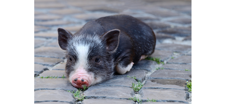 Миниатюрные свинки: все что надо знать о здоровье и характере