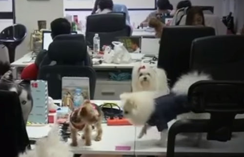 В Бангкоке разрешили приходить на работу с собаками