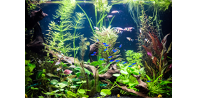 Растения для аквариума: их виды и роль