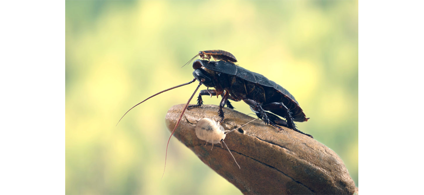Удивительные тараканы. Часть 5. Физиологические особенности