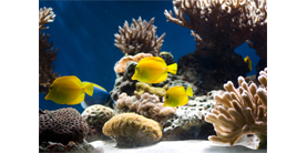 Выбор аквариума: на что обратить внимание