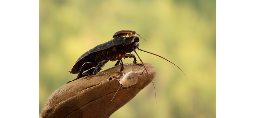 Удивительные тараканы. Часть 1 - Интересные факты