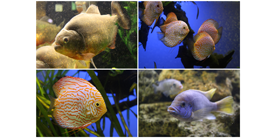 Популярные виды аквариумных рыбок