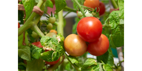 Чем болеют помидоры и как их вылечить