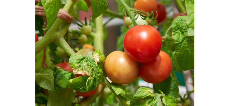Чем болеют помидоры и как их вылечить
