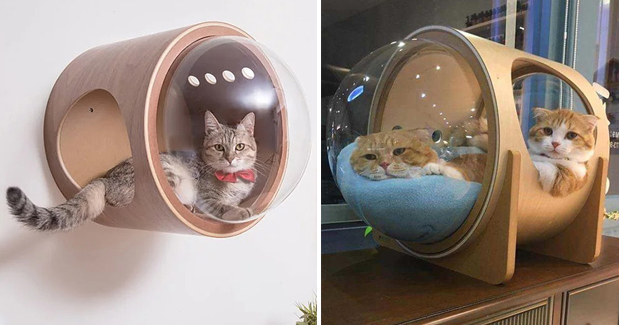 Уникальные домики для кошек