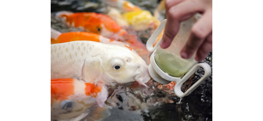 Простые правила кормления аквариумных рыбок