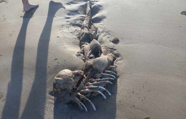 На пляже найдены останки русалки
