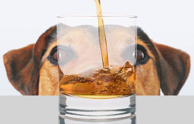 Ветеринары впервые вылечили собаку от алкоголизма