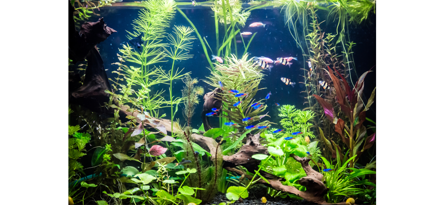 Растения для аквариума: их виды и роль