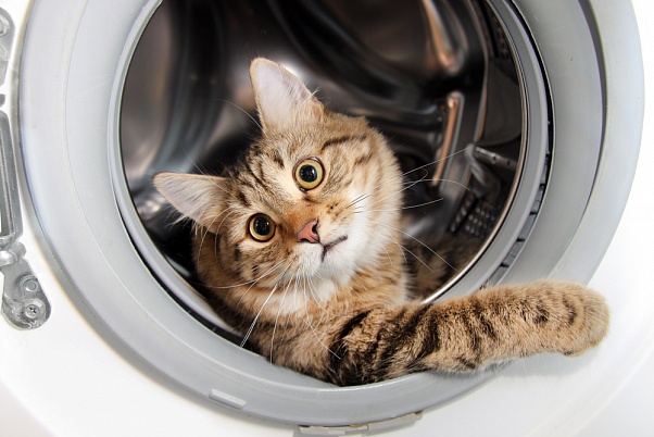 Кота постирали в машинке